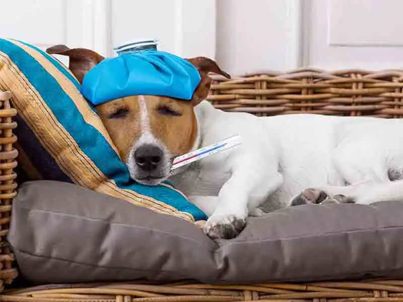 What food make dogs sick?